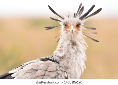 Secretary bird spotted in Nairobi National Park - Shutterstock ID 1485106190