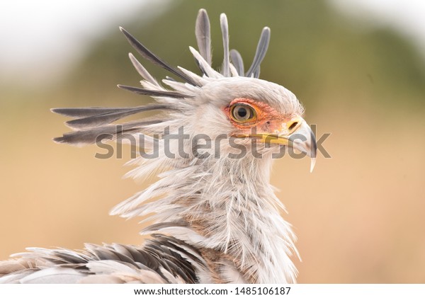 Secretary bird\
spotted in Nairobi National\
Park