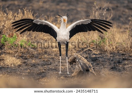 Secretary bird spreads wings over tawny eagle
