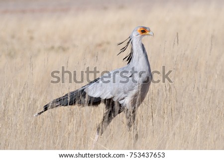 Secretary bird walking in long grass side view 