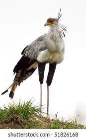 Secretarybird