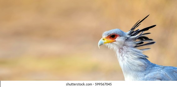 Secretarybird