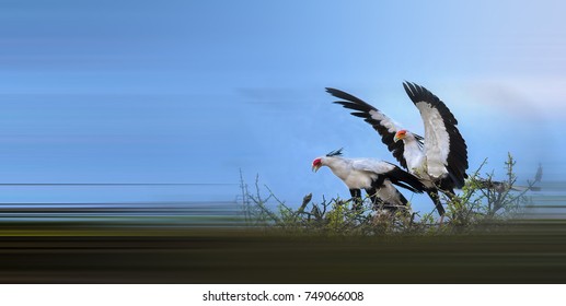 Secretarybird