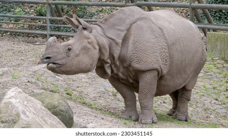 The secretive and little-studied Javan rhinoceros. - Shutterstock ID 2303451145