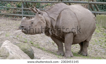 The secretive and little-studied Javan rhinoceros.