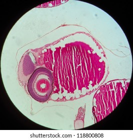 The Section About The Embryo Of The Fish, Which As Environmental Indicator