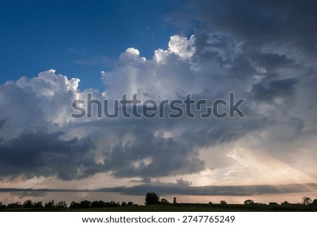 Section of the blue sky with cumulus clouds above the trees silhouettes at bottom in summer evening before sunset