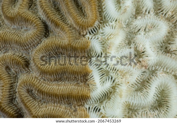 A section of brain coral that is in the process of\
being killed by Stony Coral Tissue Loss Disease (SCTLD). The image\
is divided in half, the white side is dead and the brown side is\
still alive