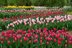 A Section Of The Colorful And Immaculately Landscaped Tulip And Flower Keukenhof Gardens In Lisse, Netherlands. 
