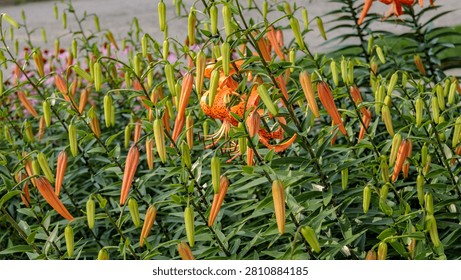 a section of current and future Tiger Lily blooms
