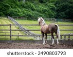 Section D Welsh cob palomino stallion looking out to the fields on the farm, Image shows the stallion in a wood chip all weather paddock looking out to the freshly cut grass paddocks on a small farm