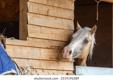 Section D Welsh cob palomino pony in the stable, Image shows a stallion horse with his head peering over the stable door on a small farm in Surrey - Powered by Shutterstock