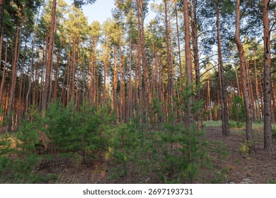 Section of the forest of high pine trees and underwood of young pines on a foreground in summer sunny evening