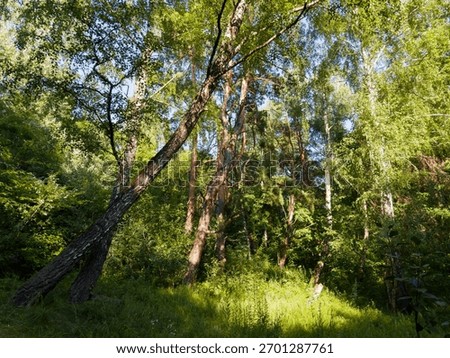 Section of forest with old pines, leaning birches and other trees and bushes around a small clearing among the thickets in summer sunny day