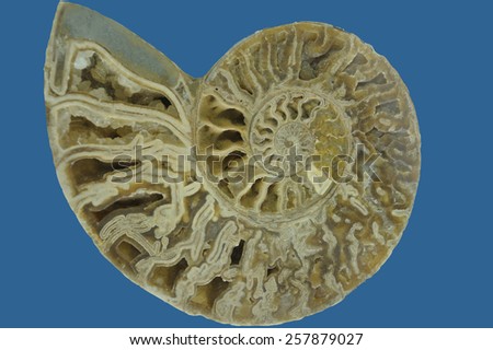 section of nautilus shell fossil. 