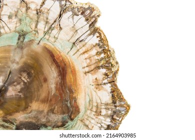 A section of a petrified tree on a white background