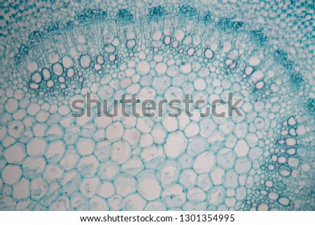 Section of a stem of a death needle (Lamium) under a microscope.