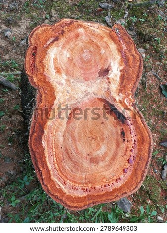 ​Cross section of a tree trunk shaped like number eight with red sap bleeding on the edges, top view.