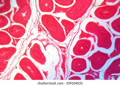 A section trough testicle cells under the microscope.