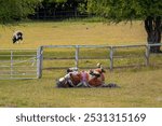 Section A Welsh cob rolling around in a field while wearing a horse rug