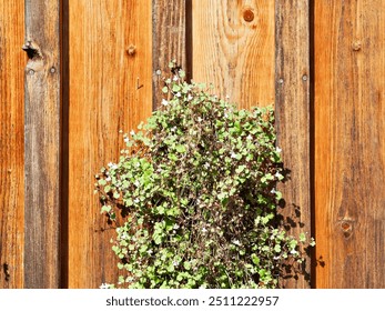 A section of wooden panels with a patch of tiny flowering plants clinging to the surface, bathed in sunlight, highlighting the natural contrast and texture.