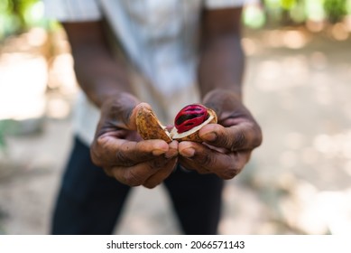Sectional Nutmeg Fruit Open On Hands