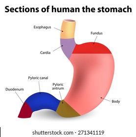 Stomach Layers Stock Images, Royalty-Free Images & Vectors | Shutterstock