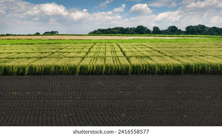 sectors with different types of cereals, panoramic view and cultivated land in front and sky with clouds