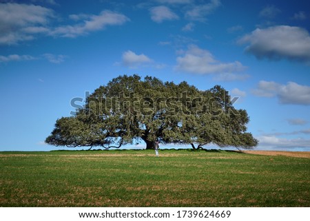 Similar – Image, Stock Photo Holm oak tree holm oak