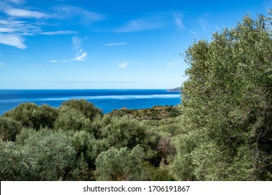 Secular Olive Trees On The Tyrrhenian Coast Of Mediterranean Sea. Pisciotta, Cilento, Salerno, Campania, Italy.