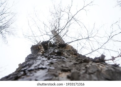 Secular Tree. The Trunk Of A Secular Tree.