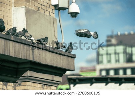 A security camera is mounted on a building, watching over a group of pigeons perched on a ledge. The pigeons seem to be going about their day, with one flying in the air. The background is a blurred cityscape with a blue sky and clouds. The scene is a mix of urban and natural elements, showcasing the coexistence of human-made structures and wildlife.