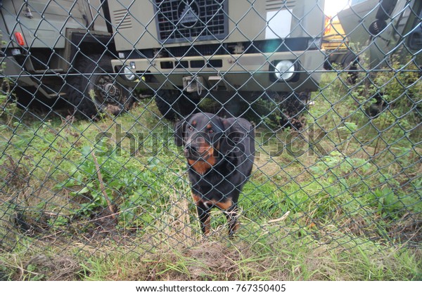 dog security fence