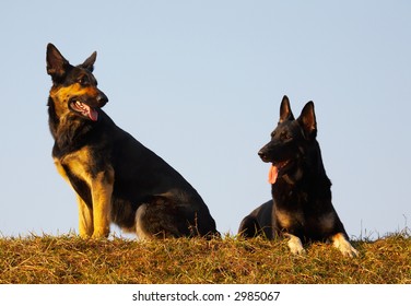 Security Dogs Stock Photo 2985067 | Shutterstock