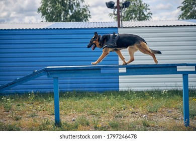 Security Police Dog In Ballistic Vest Strolling Down Wooden Training Construction On Playground