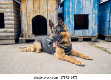 Security Police Dog In Vest Sticking Out Tongue And Looking Away While Resting Outdoors Near Dog Houses