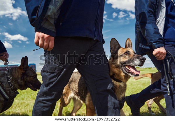 Security workers with detection dogs walking\
down airfield