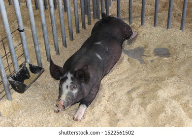 Sedalia, Missouri / USA - August 12 2019: Hog Confined In Pen In Swine Building At Missouri State Fair In Summer Time