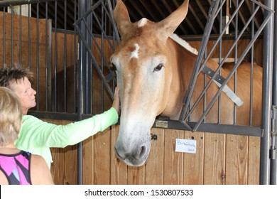 Sedalia, Missouri / USA - August 12 2019: Closeup Of Mule In Stable At Missouri State Fair