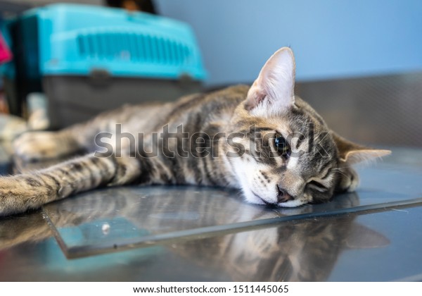 Sedated Cat Examined By Veterinarian On Stock Photo Edit Now 1511445065