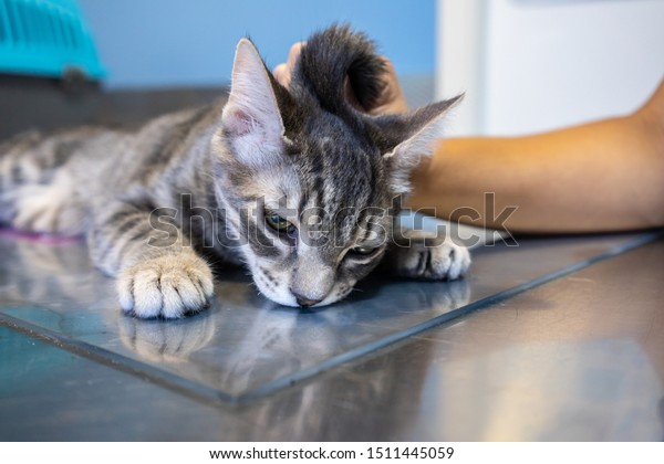 Sedated Cat Hold By Veterinarian On Stock Photo Edit Now 1511445059