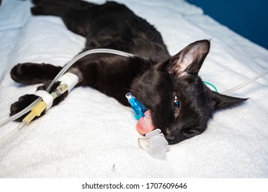 Sedated Cat Open Eyes After Ovariohysterectomy Stock Photo Edit Now 1707609646