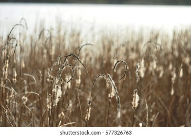 sedge