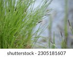 Sedge. Carex cespitosa. Flowering fluffy spikelets of sedge. Spring grass, weed on a blurry natural background. Young green grass. 