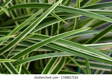 Sedge Ice Dance - Latin Name - Carex Morrowii Ice Dance