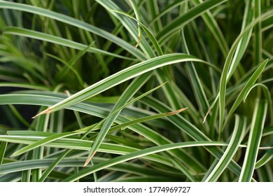 Sedge Ice Dance - Latin Name - Carex Morrowii Ice Dance