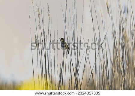 Similar – Image, Stock Photo No pipe sparrow