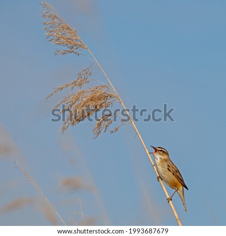 Image, Stock Photo No pipe sparrow