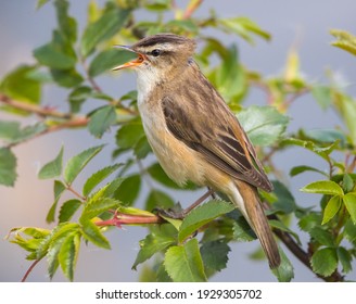 Sedge Warbler In The UK