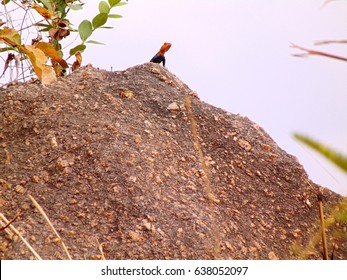 Sedimentary Rock Of A Basin In North - Central Nigeria